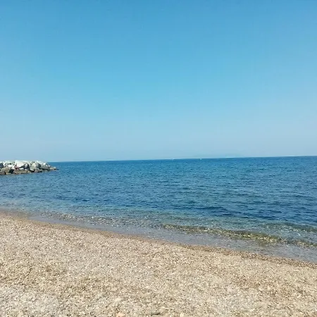 D'olivo